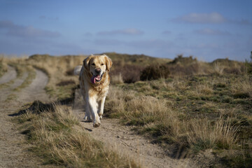 Sticker - Selective focus shot of a Golden Retriever taking a walk in the field with his tongue out