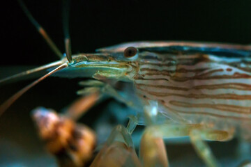 Sticker - Macro shot of Freshwater Bamboo Shrimp. Atyopsis moluccensis.