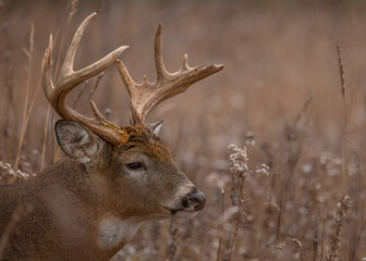 Canvas Print - Side portrait of a male deer in a forest