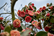 Closeup Shot Of A Bouquet Of Pink Roses Already Blossomed