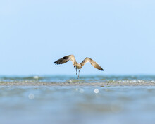 Selective Focus Of A Bird Opening Its Wings Ready To Fly With A Blurry Background Of A Sea