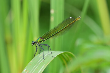 Sticker - Closeup shot of a small dragonfly sitting on a leaf