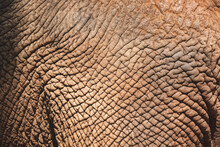 Old African Elephant Texture Leather Skin, Background Of Animal, Abstract Nature Of Mammal Rough Detail, Biggest Wildlife From Wild Safari Zoo, Large Macro Shot In Grey Color And Wrinkle Skin