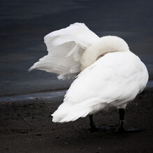 Closeup Shot Of A Swan Standing Near The Water In Sandvika, Baerum, Norway