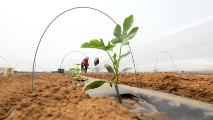 Poster - farmers plant watermelon seedlings on a farm, North China