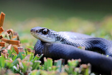 Selective Focus Shot Of A Snake On The Grass