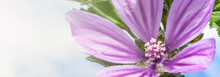 Flower With Purple Petals And Pistils With Unfocused Background And Sun Rays During A Sunny Day