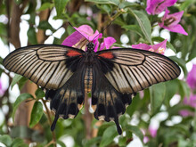 Closeup Of Papilio Memnon Butterfly On A Green Leaf