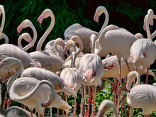 Group Of Pink Flamingos Resting By The Pond