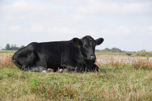 Close-up Shot Of A Black Cow Lying Down In A Meadow