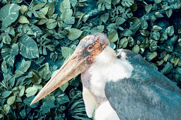 Marabou- large African stork with massive bill on Abstract dark green leaf texture, nature background. tropical Leaves leaf texture green organic background macro layout closeup. vertical garden