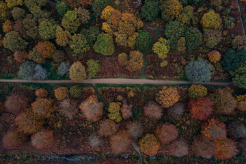Wall Mural - aerial shot of the richmond park in the autumn