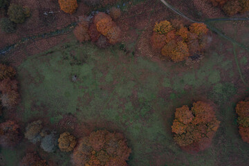 Poster - Aerial shot of the Richmond park in the autumn