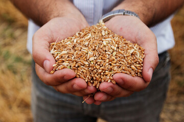 Closeup shot of wheat grains held in hands