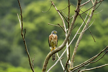 closeup of a hawk cuckoo looking aside perched on bare branches of a tree on a blurry background