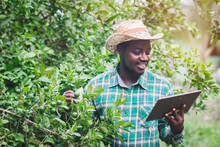African Farmer Using Tablet For Research A Lime Lemon In Organic Farm.Agriculture Or Cultivation Concept