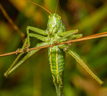 Closeup Shot Of A Green Grasshopper Standing On The Branch