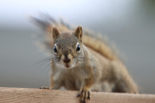 Closeup Of A Cute Little Squirrel Standing On A Wooden Desk Looking Straight To The Camera