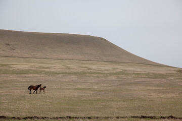 Sticker - Scenic view of a brown horse with its foal browsing in an open field on a sunny day