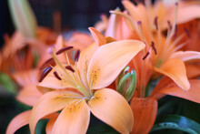 Selective Focus Sho Of Orange Lily Flowers In The Garden With A Blurred Background
