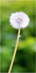 Canvas Print - Vertical closeup of a pretty Dandelion flower on a blurry green background