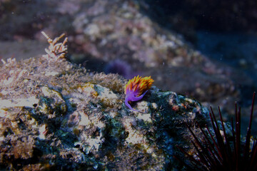 Poster - View of the beautiful Nudibranch on the stone underwater in Californi