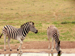 Wall Mural - Closeup of two beautiful zebras at the lake in South Africa