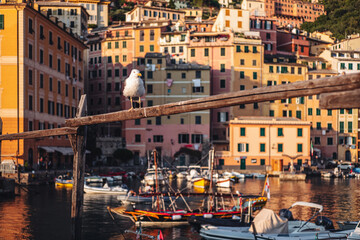 Poster - CAMOGLI, ITALY-JULY 2021: The colorful fishermens village on the coastline of Liguria