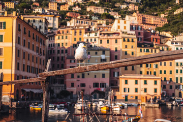 Poster - CAMOGLI, ITALY-JULY 2021: The colorful fishermens village on the coastline of Liguria