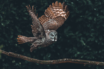 Poster - Great grey owl flying with trees on a blurred background