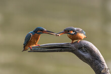 Closeup Shot Of A Couple Of Common Kingfishers Sharing Food