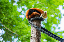 Cute Little Furry Red Panda On A Wooden Stick In The Park