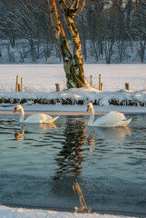 Canvas Print - Beautiful shot of elegant white swans in a lake in winter