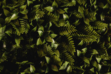 Horizontal Background Of Fresh Green Fern Leaves