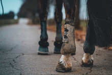 Selective Focus Shot Of Horse Hooves On A Country Road With Soiled Boots