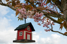 Low Angle Of A Red Wooden Birdhouse Hanging On A Branch Of A Tree Full Of Blooming Pinkish Flowers