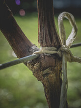 Vertical Shot Of A Trunk Tied With A Rope