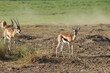 Group of Impalas in the field on a sunny day