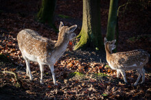 Closeup Photo Of The Two Baby Deers Captures In The Woods In Autumn