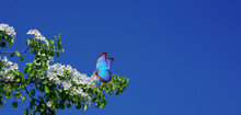 Bright Blue Morpho Butterfly On A Branch Of A Blossoming Pear Against A Blue Sky. Copy Space. Flowering Gardens. Butterfly On A Flowers
