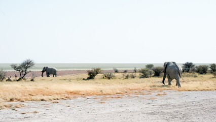 Poster - Group of elephants in the Safari in Etosha National Park, Namibia