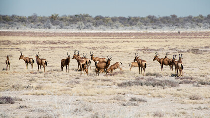 Poster - Group of deer in the Safari in Etosha National Park, Namibia