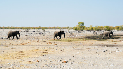 Poster - Group of elephants in the Safari in Etosha National Park, Namibia