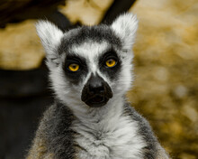 Portrait Of A Tired Lemur With Yellow Eyes Captured In Melbourne Zoo