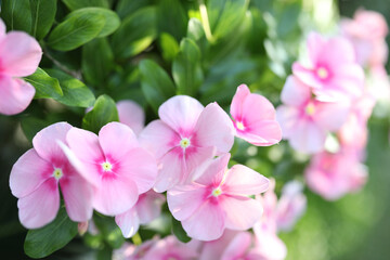 Wall Mural - Pink watercress flower blossoming macro closeup