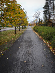 Sticker - Vertical shot of a footpath alongside trees, and leaves on the ground in Vantaa, Finland