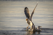 Beautiful Aquatic Bird Going Out From Water With Its Hunt
