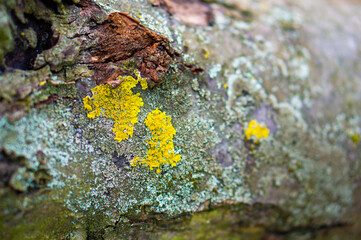 Poster - Close-up shot of yellow lichen on an old weathered tree trunk