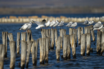 Sticker - Seagulls standing on wooden sticks stuck in the sea.