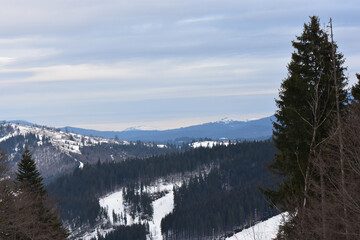 Wall Mural - Beautiful landscape of snow-capped Carpathian Mountains in Ukraine on a foggy day